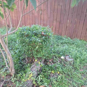 Bush Trimming by Lawn Samurai reviewed on October 24, 2025