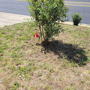Bush Trimming by AJR Lawn Care reviewed on May 25, 2026