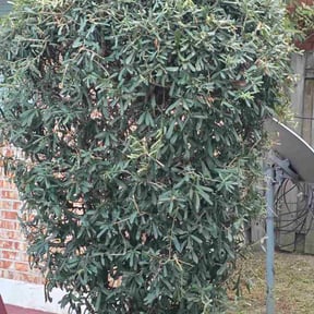 Bush Trimming by Parrish Lawn Service (Duplicate) reviewed on November 9, 2017