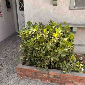 Bush Trimming by T&amp;J Cleaning Services LLC reviewed on November 8, 2025