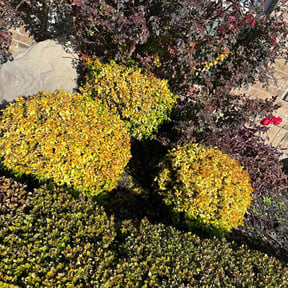 Bush Trimming by Three lawn care reviewed on August 17, 2025
