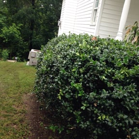 Bush Trimming by Stephen Reynolds reviewed on May 24, 2025