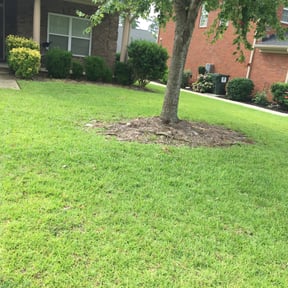 Bush Trimming by Green Day Lawn Service reviewed on August 18, 2025