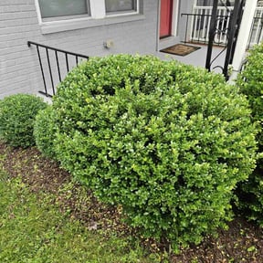 Bush Trimming by Tried &amp; True Landscape reviewed on September 29, 2023