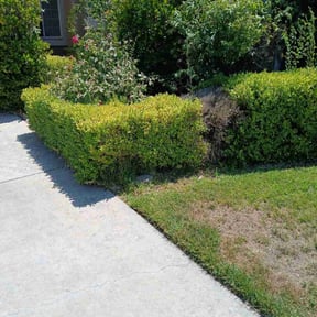 Bush Trimming by Beardall's Lawn Care reviewed on August 16, 2025