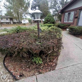 Bush Trimming by Gibson's Lawn Care Services reviewed on June 10, 2021