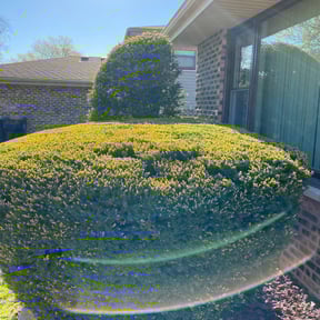 Bush Trimming by Pace Lawn and Garden reviewed on August 20, 2025