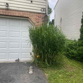 Bush Trimming by Jones landscaping reviewed on August 20, 2025