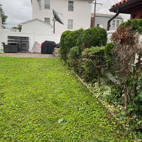 Bush Trimming by Rockmon landscape care reviewed on July 3, 2026