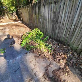 Bush Trimming by Diego Mojica Lawn Care reviewed on November 21, 2025