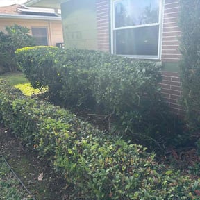 Bush Trimming by Spradlin lawncare reviewed on May 4, 2022