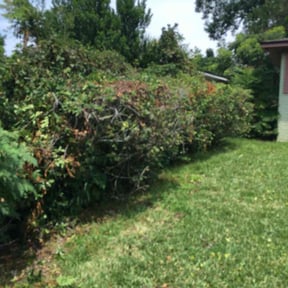 Bush Trimming by Winchester's Advanced Lawn Maintenance and Landscaping LLC reviewed on August 19, 2025