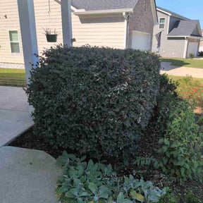 Bush Trimming by The Cut You Need reviewed on August 19, 2026