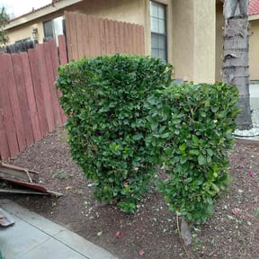 Bush Trimming by Year Round Yard Works reviewed on April 4, 2026