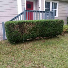 Bush Trimming by Heaven lawn care  reviewed on August 18, 2025
