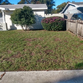Bush Trimming by GreenRich Landscaping Solutions reviewed on August 15, 2025