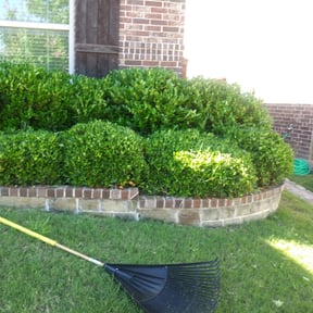 Bush Trimming by Pat's Lawn and hauling services reviewed on August 15, 2025