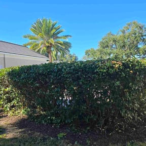 Bush Trimming by Krispy Kutz Landscaping &amp; More reviewed on November 24, 2025