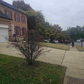 Bush Trimming by 804 Lawn Pros LLC reviewed on November 21, 2025