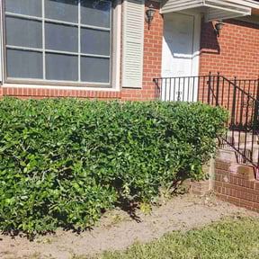 Bush Trimming by Caver Lawn Care reviewed on October 19, 2025