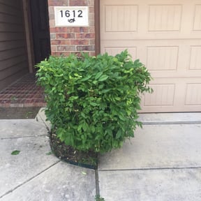 Bush Trimming by J.G.SupremeLandscaping LLC. reviewed on May 12, 2025