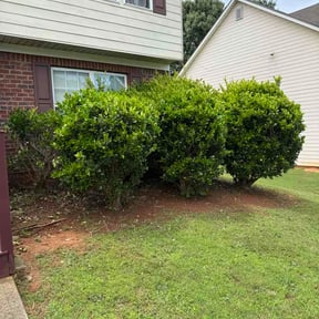 Bush Trimming by Robert Contreras lawn service llc reviewed on June 17, 2026