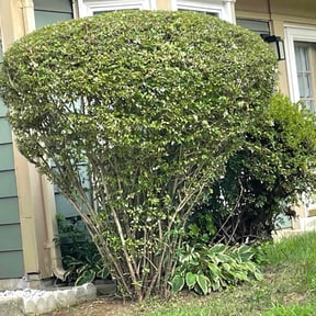 Bush Trimming by Chance Landscaping LLC reviewed on August 16, 2025