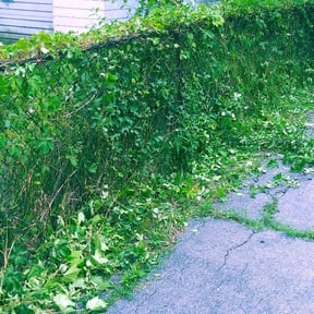 Bush Trimming by Dk reviewed on August 19, 2025