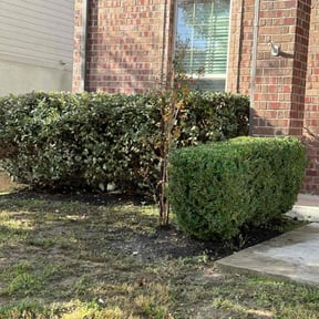 Bush Trimming by K C  lawn care reviewed on December 15, 2025