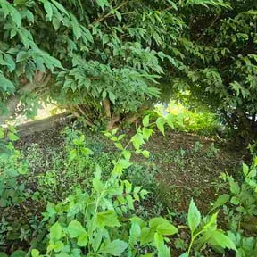 Bush Trimming by Arreola’s Lawn Services reviewed on July 28, 2026
