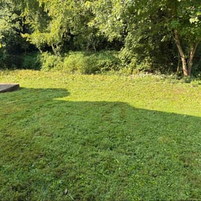 Bush Trimming by The Lawn Cypress reviewed on October 20, 2025