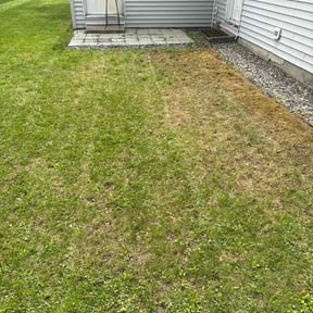 Leaf Removal by Nivea Cut With Care Lawn Services reviewed on August 25, 2026