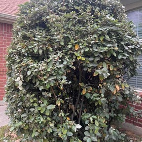 Bush Trimming by Mow Crew Squad reviewed on April 5, 2026