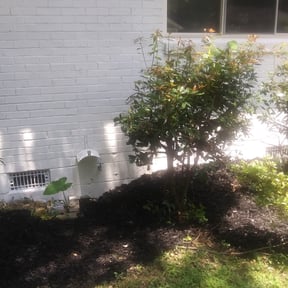Bush Trimming by A and J Landscaping reviewed on August 21, 2025