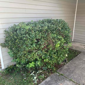 Bush Trimming by Meridian Management Group LLC reviewed on August 18, 2025