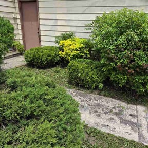 Bush Trimming by Vango Services reviewed on May 30, 2026