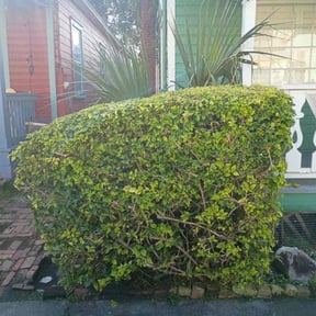 Bush Trimming by Roger waddle service llc reviewed on October 23, 2025