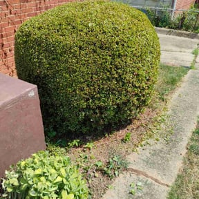Bush Trimming by S&M land maintenance reviewed on August 21, 2025
