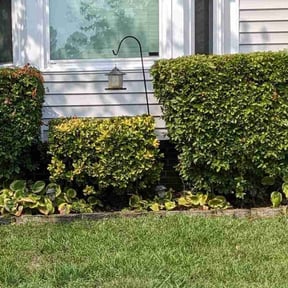 Bush Trimming by Eagle eye lawncare reviewed on August 17, 2025
