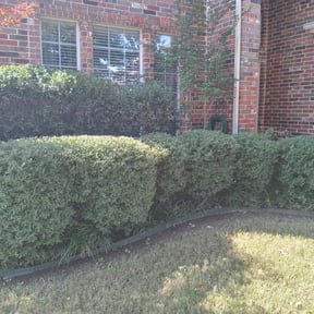 Bush Trimming by Woods Property PreservationLLC reviewed on May 10, 2024