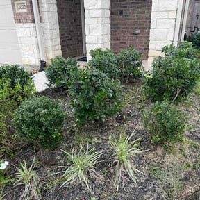 Bush Trimming by Shear Guardians Lawn Service reviewed on June 9, 2026