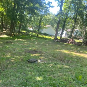 Leaf Removal by Clean Money construction &amp; landscaping reviewed on May 31, 2026