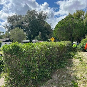 Bush Trimming by All Seasons Landscape & Hauling reviewed on August 17, 2025
