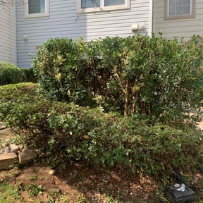 Bush Trimming by National preservation and REO services reviewed on November 23, 2025