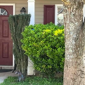 Bush Trimming by Jstotalservices reviewed on August 21, 2025