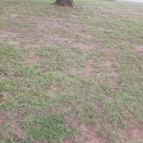 Leaf Removal by T&amp;K Outdoor Services reviewed on September 14, 2025