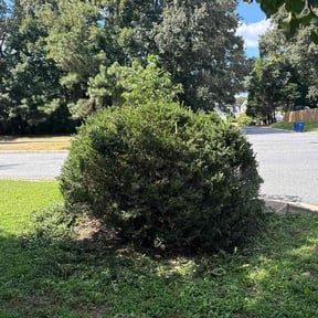 Bush Trimming by Estradasphere, LLC reviewed on October 18, 2025
