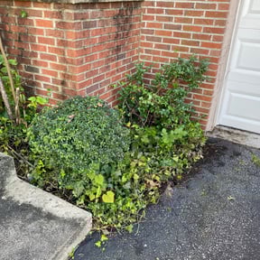 Bush Trimming by J C Enterprises reviewed on August 17, 2025