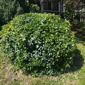 Bush Trimming by Andy's Lawn Care reviewed on June 29, 2026