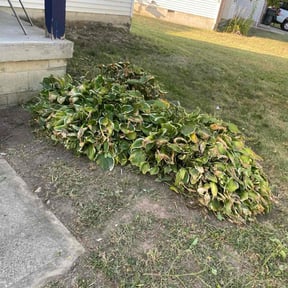 Bush Trimming by B&amp;S no BS reviewed on October 18, 2025